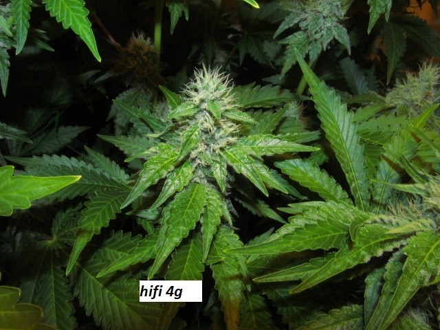 w5 (7)