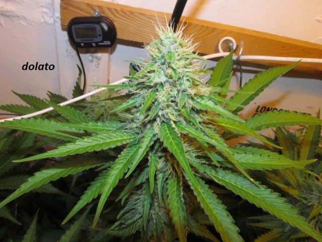 w5 (11)