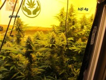 w5 (13)