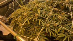 Multi Strain