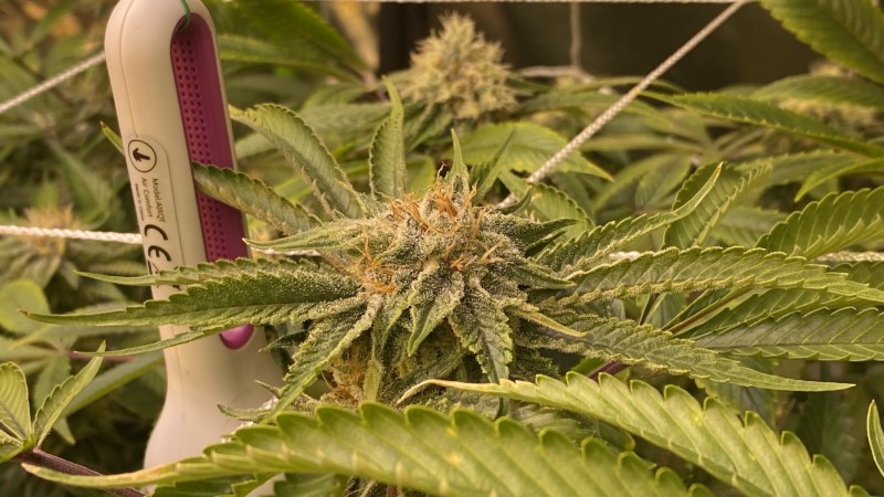 Multi Strain