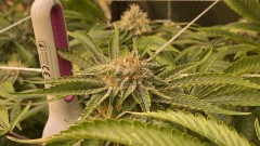 Multi Strain