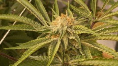 Multi Strain