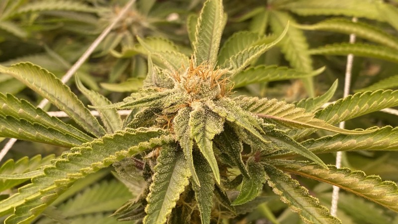 Multi Strain