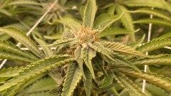 Multi Strain