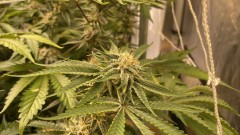 Multi Strain