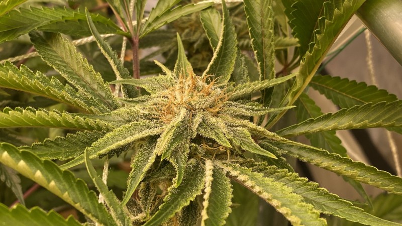 Multi Strain