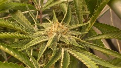 Multi Strain