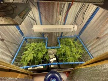 Gelatto TP grow Week 2 veg 1