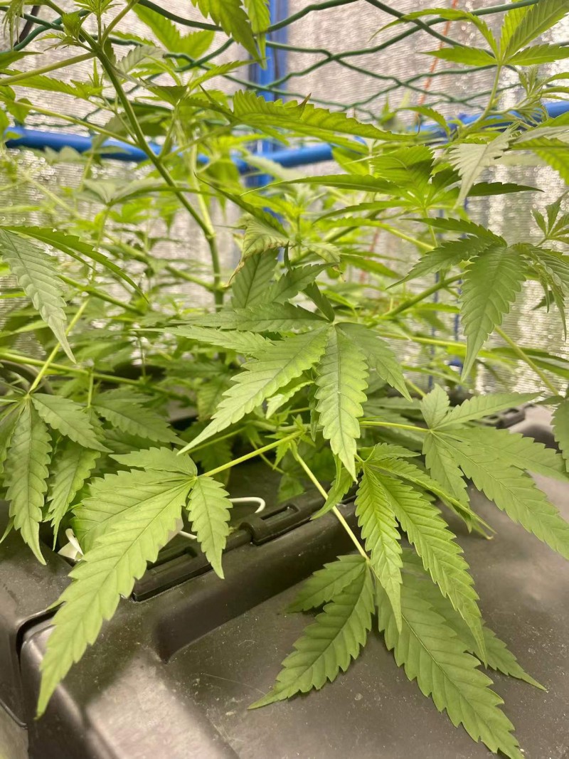 Gelatto week 2 veg 1