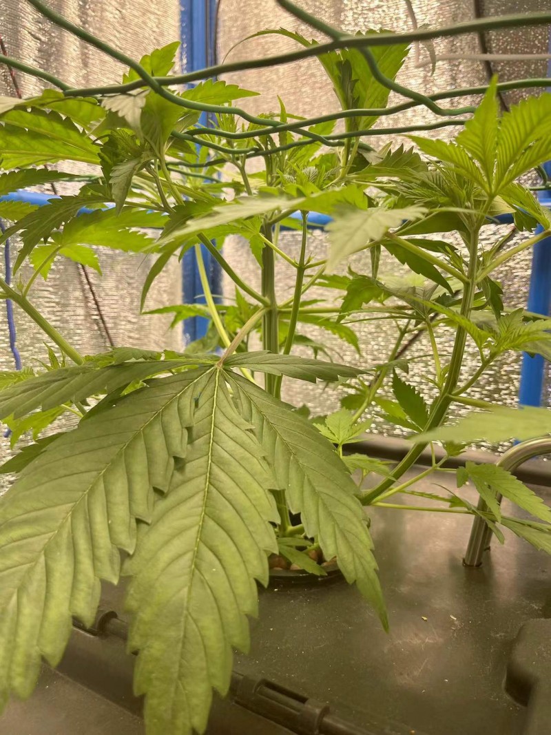 TP week 2 veg 1
