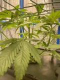 TP week 2 veg 1