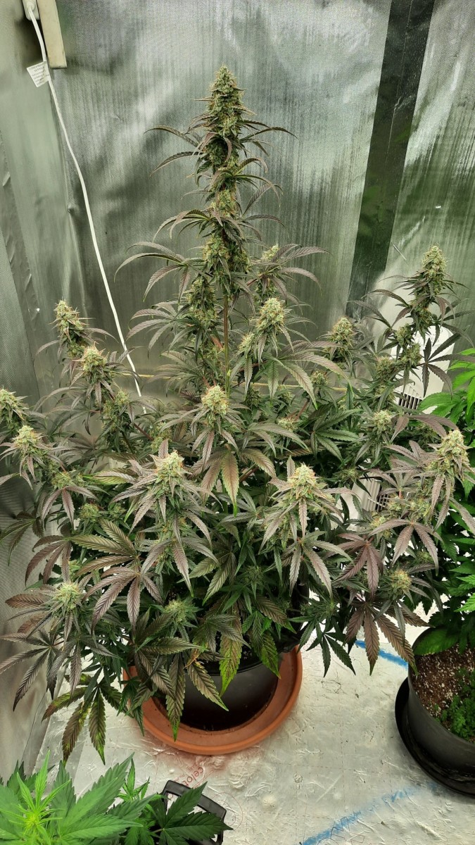 Amnesia Auto (seedstockers comp)