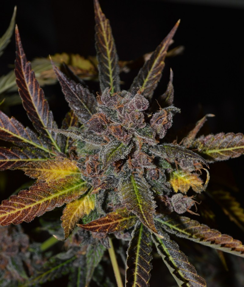 PurpMoonRockz 63 days fl 01.11 (7)