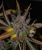 PurpMoonRockz 63 days fl 01.11 (7)