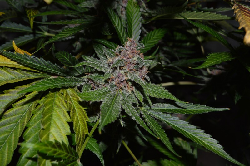 PurpMoonRockz 44 days fl 13.10 (14)