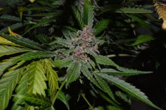 PurpMoonRockz 44 days fl 13.10 (14)