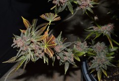 PurpMoonRockz 63 days fl 01.11 (49)