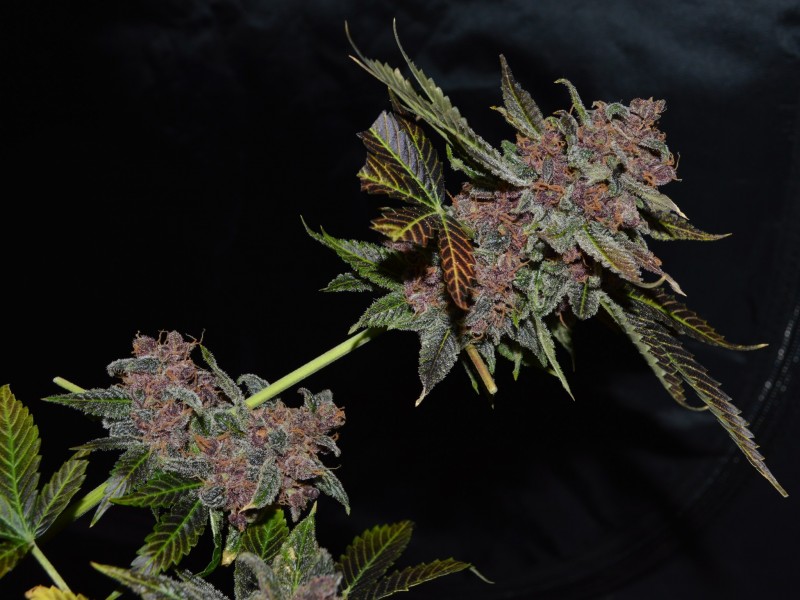 PurpMoonRockz 63 days fl 01.11 (44)