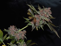 PurpMoonRockz 63 days fl 01.11 (44)