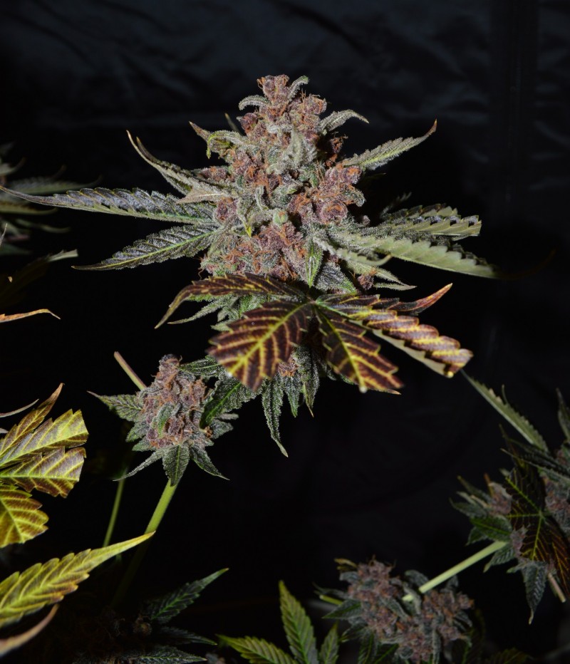 PurpMoonRockz 63 days fl 01.11 (42)