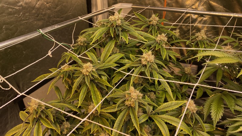 Trainwreck