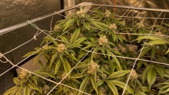 Trainwreck