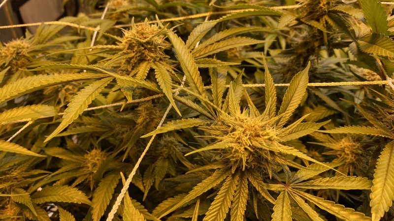 Frosty Gelato