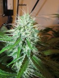 38days (6)