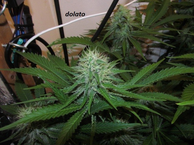 38days (7)