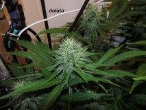 38days (7)