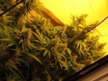 38days (9)