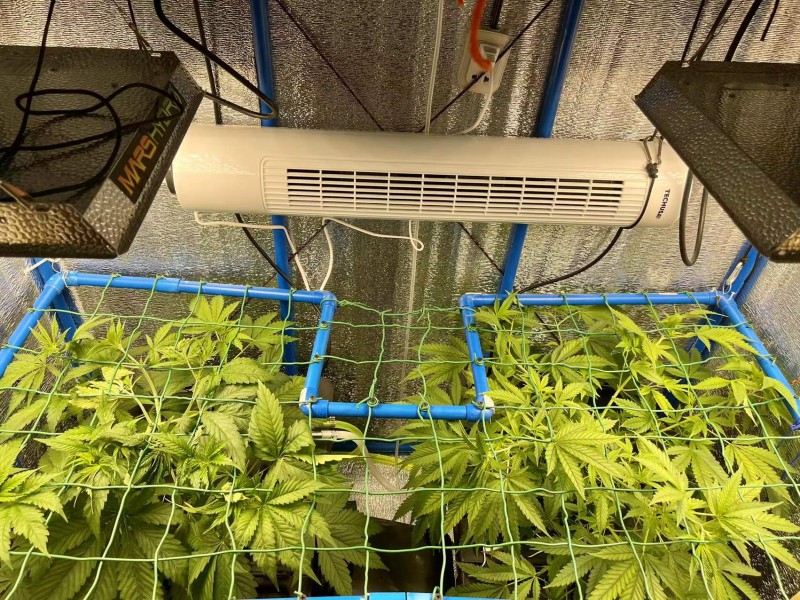 Gelatto TP grow Week 2 veg 2