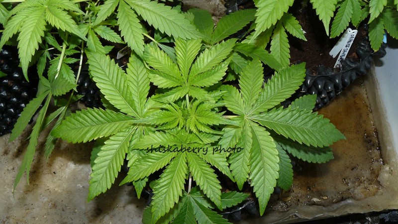 drobes 16 12 21 012