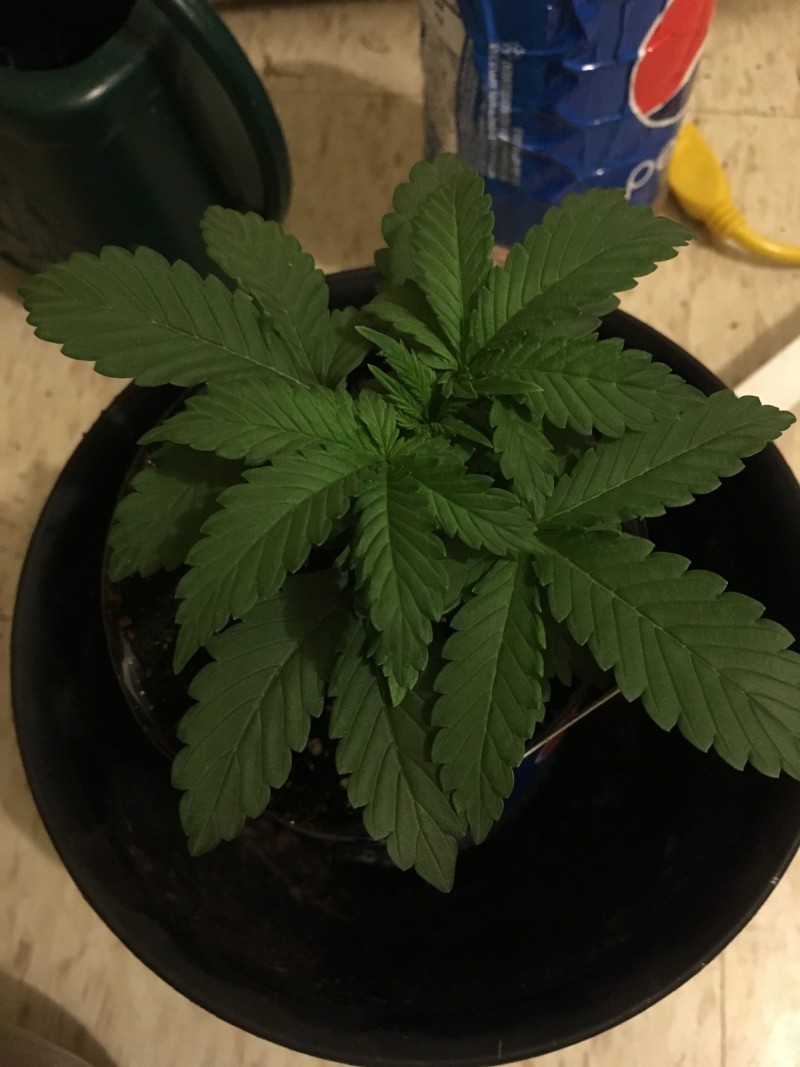 dec 16 033