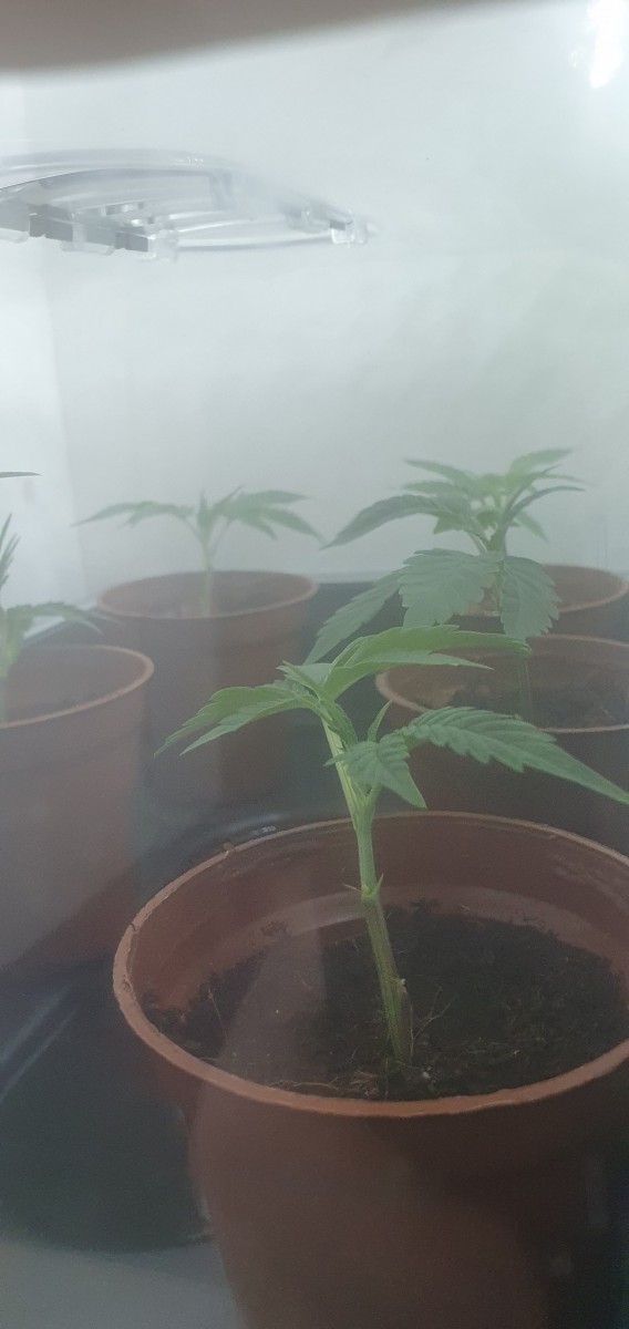 Purple Marmalade 1 + 2 plus Blueberry Cookies