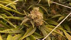 Trainwreck