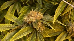 Trainwreck