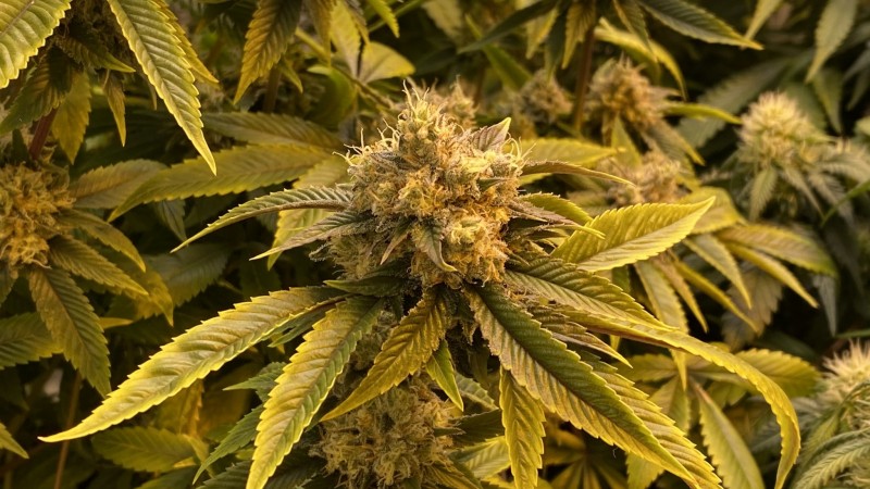 Trainwreck
