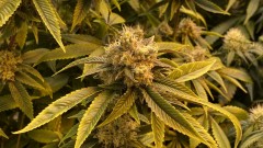 Trainwreck