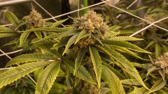 Trainwreck