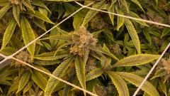 Trainwreck