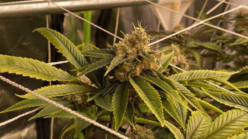 Trainwreck