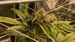 Trainwreck