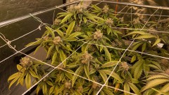 Trainwreck