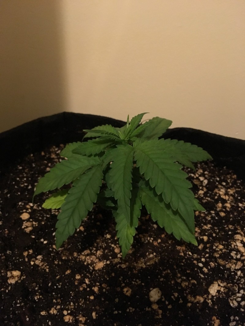 dec 16 040