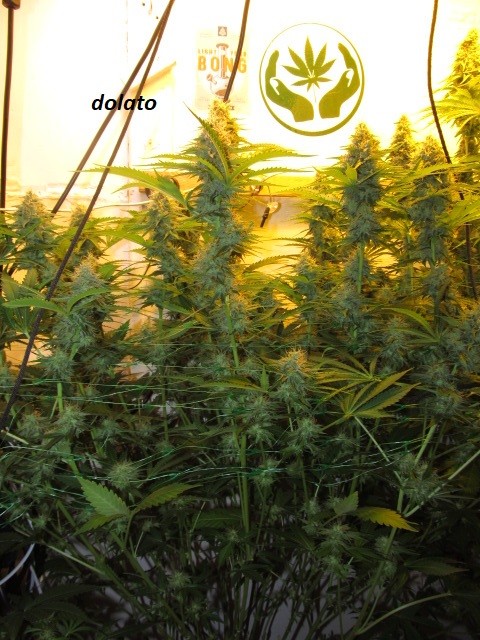 44 days bloom (1)