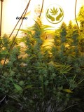 44 days bloom (1)