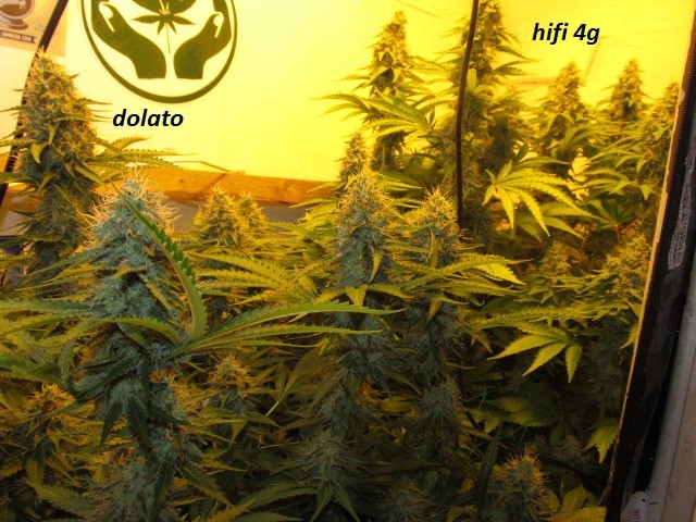 44 days bloom (2)