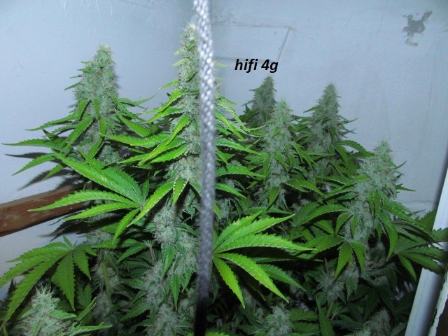 day 44 bloom (3)